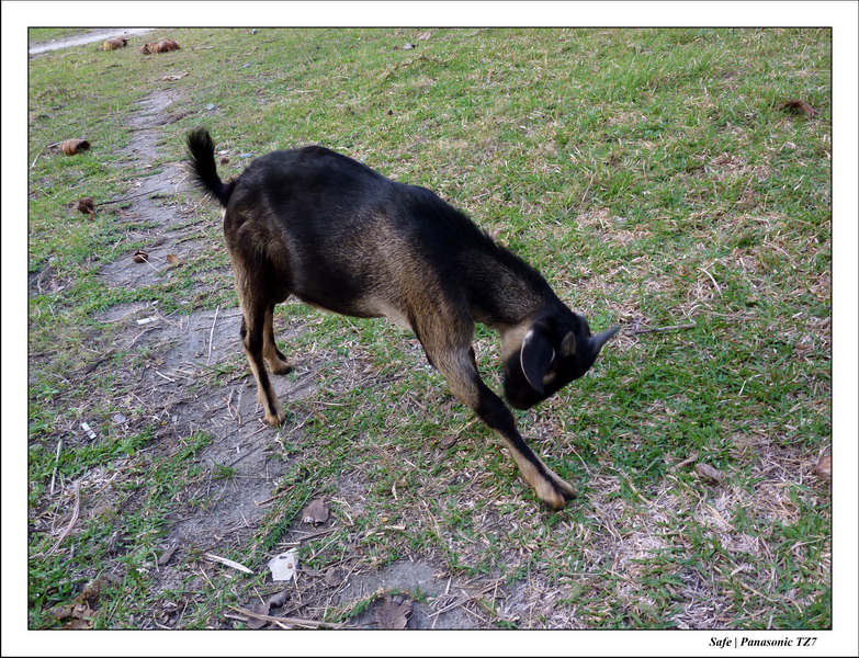 2011 - 03 - Koh Ngai 142